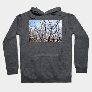 Branches with Tiny Pink Flowers Photograph Hoodie